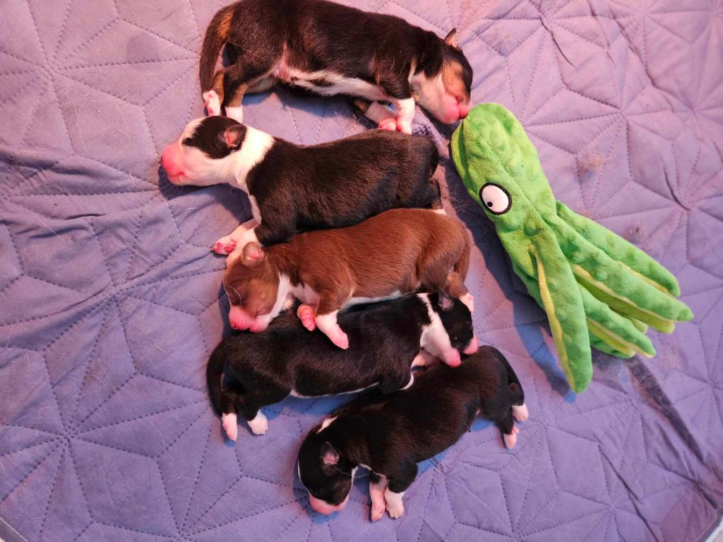 Chiot Berger Australien Of The Blue Highlands